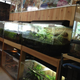 Image for article titled A Look Inside Japan's Reptile Cafes